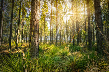 Obraz premium morning in the forest
