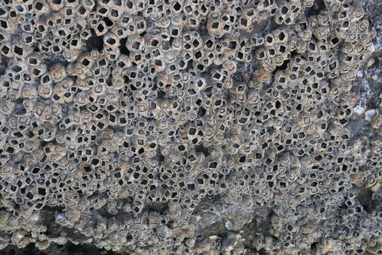 Barnacles are arthropods that belong to the infraclass Cirripedia, subphylum Crustacea, so they are related to crabs and shrimp. They like to stick everywhere from the hull of ships, docks and whales.
