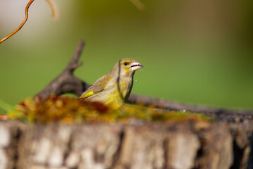 Chloris chloris on tree