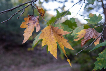 leafs in the forest in fall season