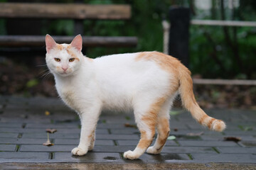 one white brown wild cat standing at outdoor park, looking at camera