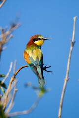 bee eater perched on branch