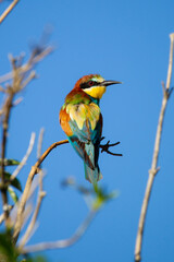 bee eater perched on a branch