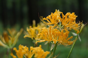 close up golden spider lily (Lycoris aurea) flowers with rain drops. Blur background