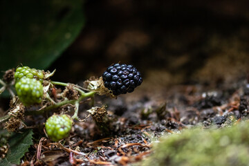 Blackberry in wildlife, natural food blue raspberry in forest. Forest Fruits in nature