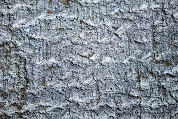 Wood trunk background closeup. Texture wood in wildlife. Natural forest background with moss and scratches