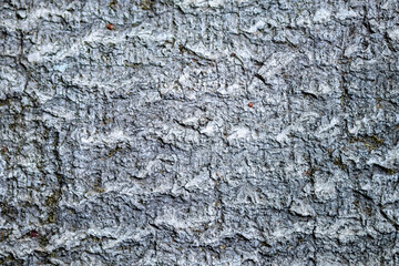 Wood trunk background closeup. Texture wood in wildlife. Natural forest background with moss and...