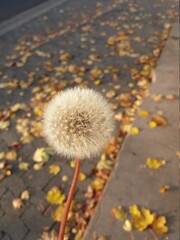 Dandelion in autumn with street in the background.