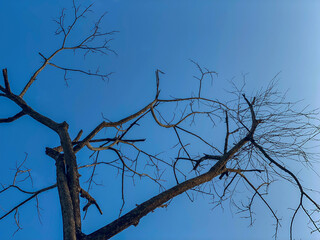 tree branches against blue sky