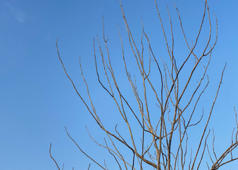 branches against blue sky