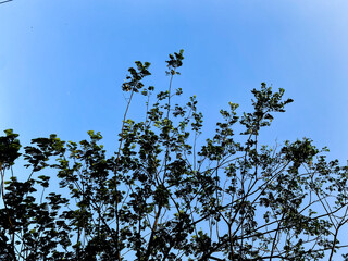 tree and sky background