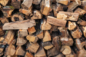wood slices log in the forest