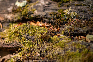 Wood trunk background closeup. Texture wood in wildlife. Natural forest background with moss and scratches