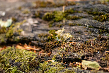 Wood trunk background closeup. Texture wood in wildlife. Natural forest background with moss and scratches