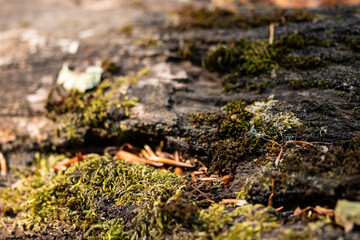 Wood trunk background closeup. Texture wood in wildlife. Natural forest background with moss and scratches
