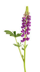 Obraz premium Purple lupine flower isolated on white background. Lupinus or Wolf bean. Beautiful summer flowers.