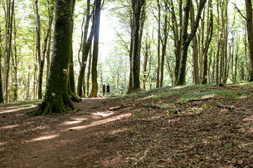 People walking in a scenic green forest trail. Tranquil natural landscape for hiking and nordic walking