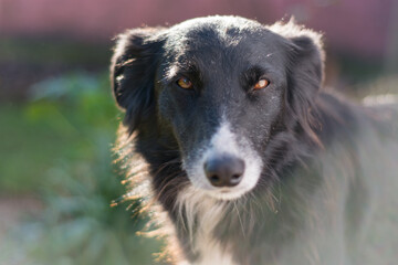 Fototapeta premium border collie dog
