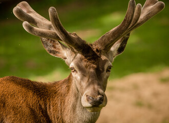 deer closeup