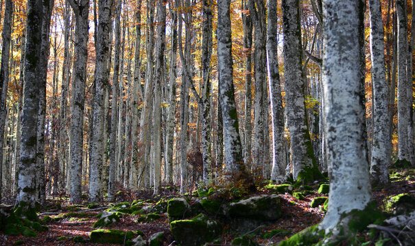 tramonta il sole nella foresta con i colori dell'autunno
