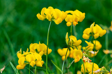 Obraz premium fiori di campo