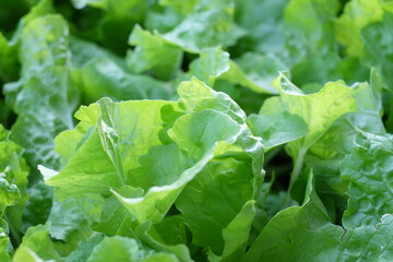 green lettuce in the garden