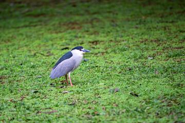 Rare bird isolated on grass ground in selective focus with background blur.