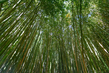 Fototapeta na wymiar On a summer day in a bamboo grove