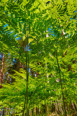 Thicket of green fern in the forest