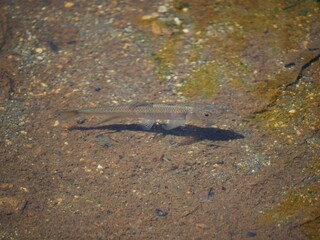 Near Mt. Haruna and Lake Haruna