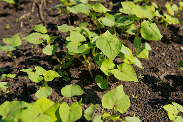 Close-up of young sprout buckwheat.