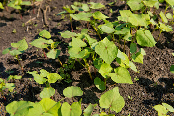 Close-up of young sprout buckwheat.