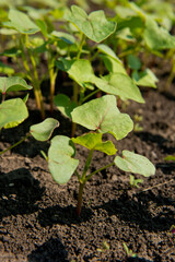 Сlose-up of young sprout buckwheat.