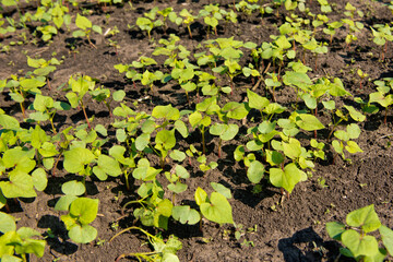 Close-up of young sprout buckwheat.