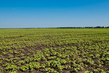 Fototapeta na wymiar Field of sprout buckwheat.