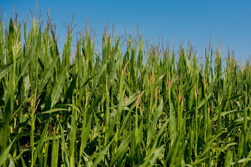 Inflorescence male flowers corn.