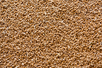 Refined wheat grains.Texture, background.