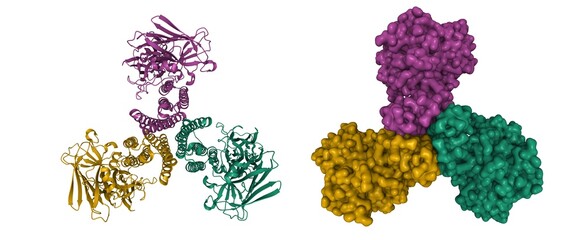 Structure of mosquito-larvicidal toxin Cry4Ba from Bacillus thuringiensis, 3D cartoon and Gaussian surface models, chain instance color scheme, based on PDB 1w99, white background