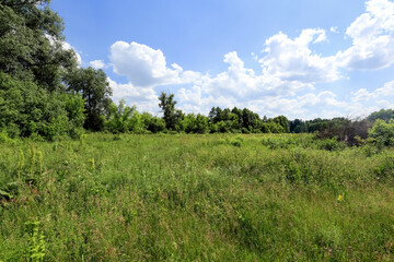 Green meadow with blue sky in natural environment