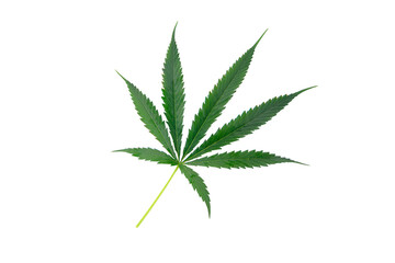 Green cannabis leaves, marijuana isolated on white background. Growing medical and herb marijuana.