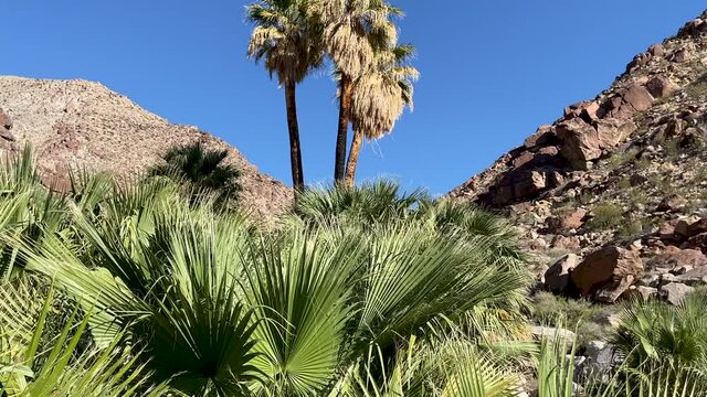The palm tree oasis in the Anza Borrego Desert State Park, California 