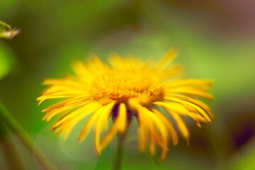 yellow flower of a dandelion