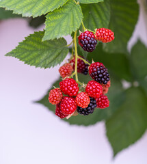 Blackberry bushes with ripening berries on a branch in the home garden