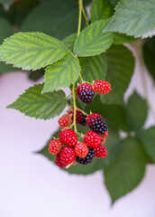 Blackberry bushes with ripening berries