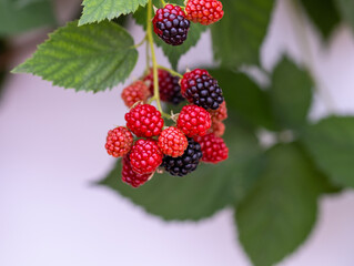 Blackberry bushes with ripening berries
