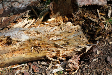 Rotten and decaying trunk of a fallen tree