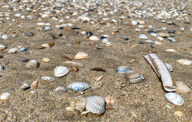 Sandstrand voller verschiedener Muscheln an der Nordsee bei Julianadorp aan Zee, Den Helder,...