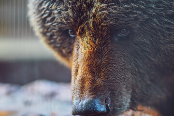 Closed shot of an Iberian Bear looking defiantly at the camera. A lot of expressiveness in the eyes...