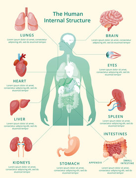 Realistic human internal organs infographics pastel yellow background.