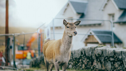 Young female deer walking free through Scottish mountains called Highlands, Glencoe valley. Animals in freedom next to town. © EstanisBS